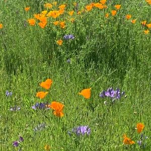 Meet your Posher, Amie